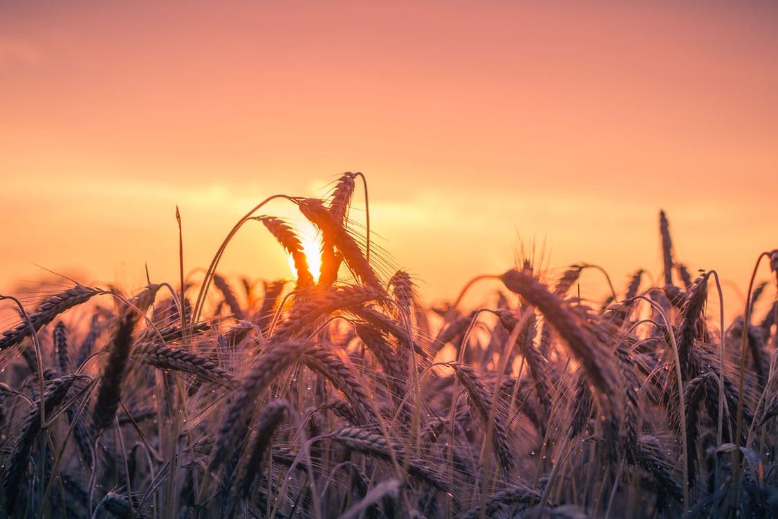 Wheat straw fiber field 