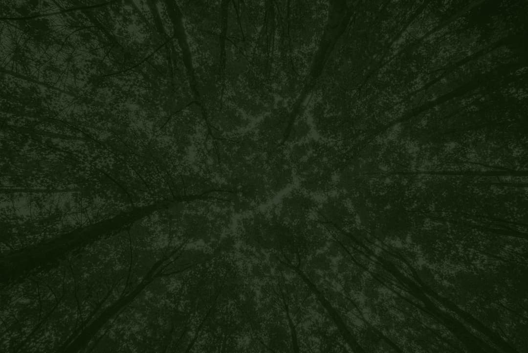 Green Paper Products Sustainable & Disposable Tableware Products