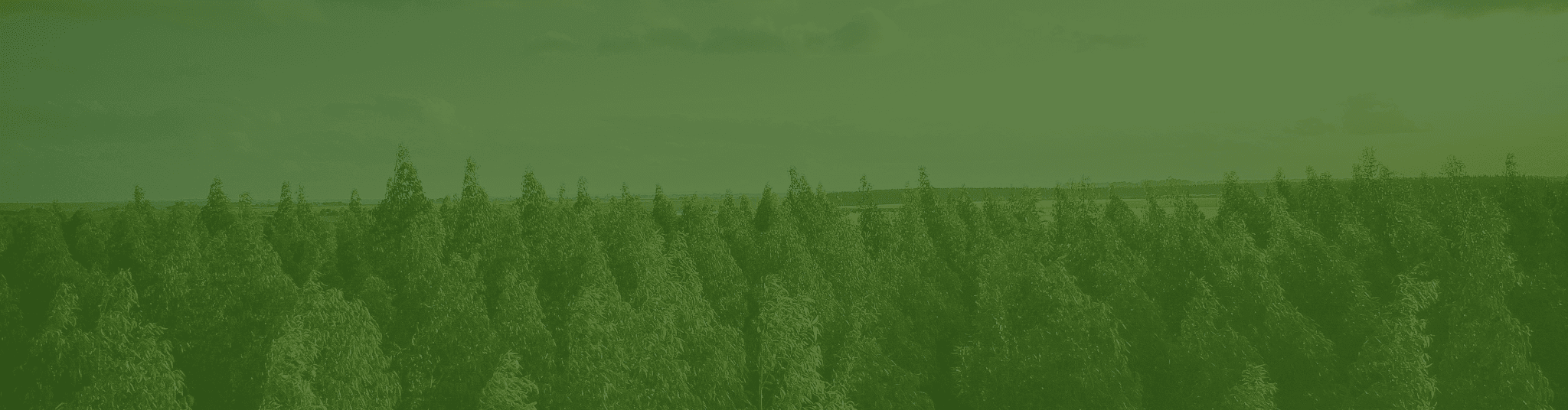 sustainable forest