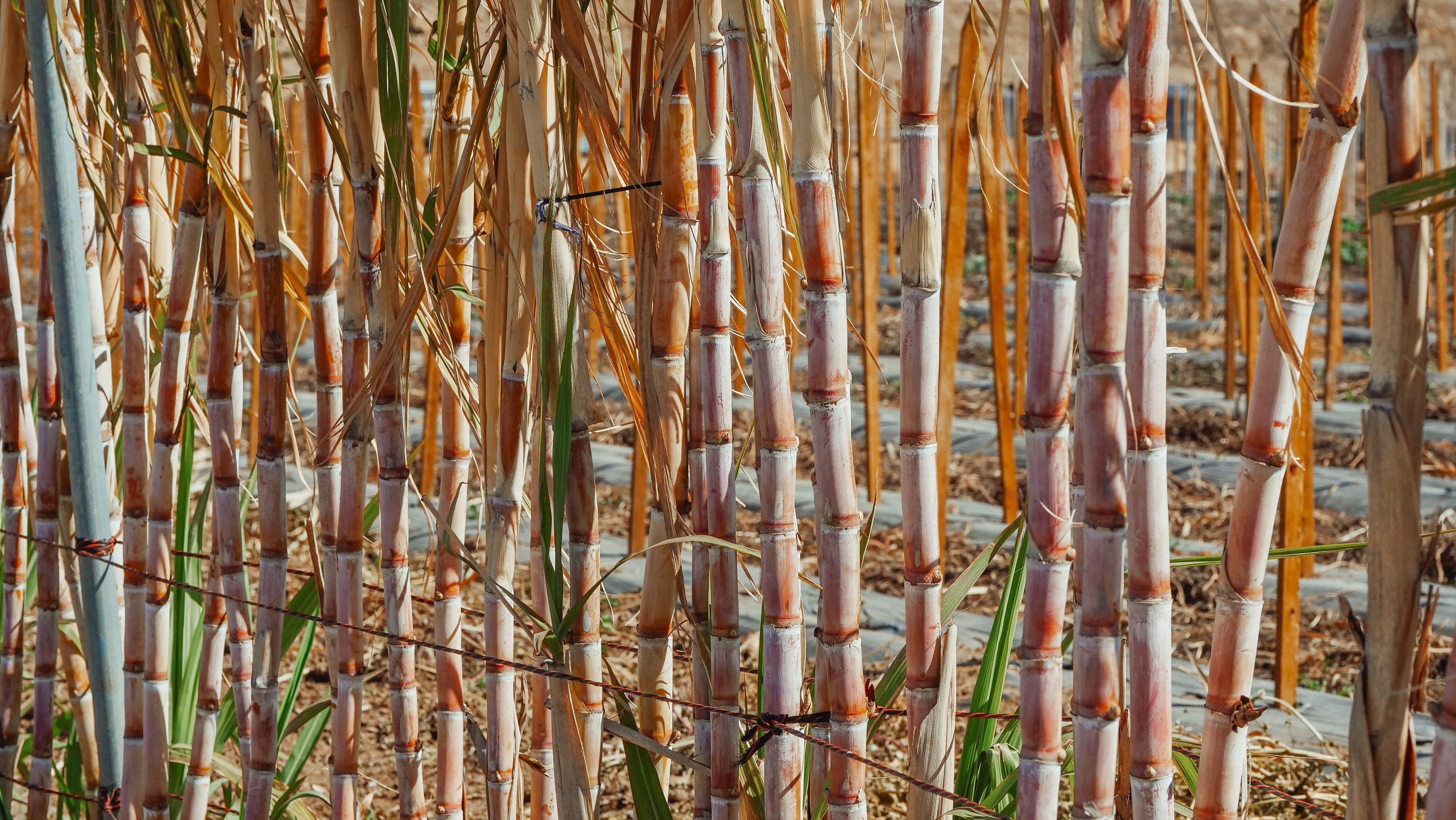 cPLA and tPLA come from sugar cane.