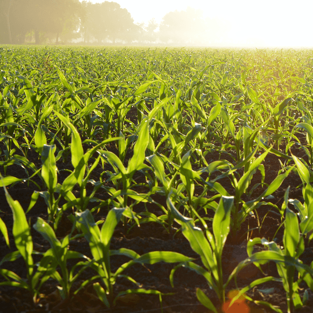 corn field