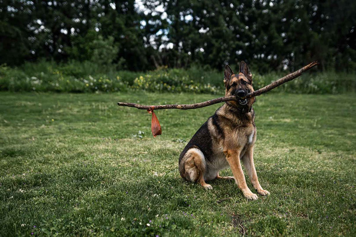 A German Shepard is sitting with a 5' stick in it's mouth which has a small brown dog poop bag hanging off the end