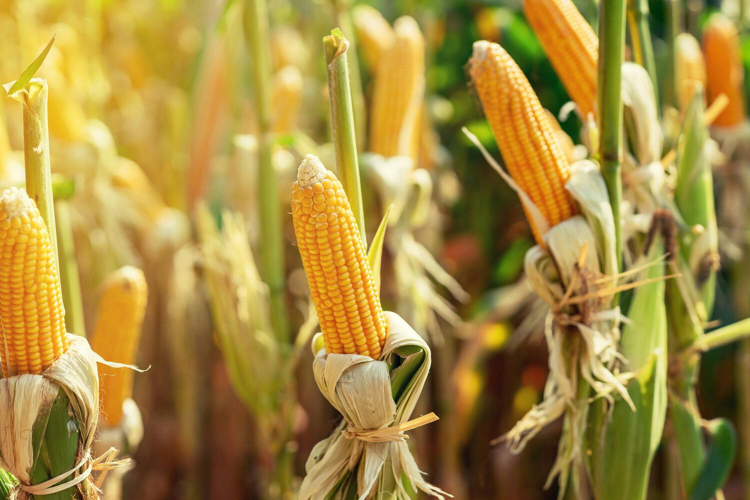Corn in Field