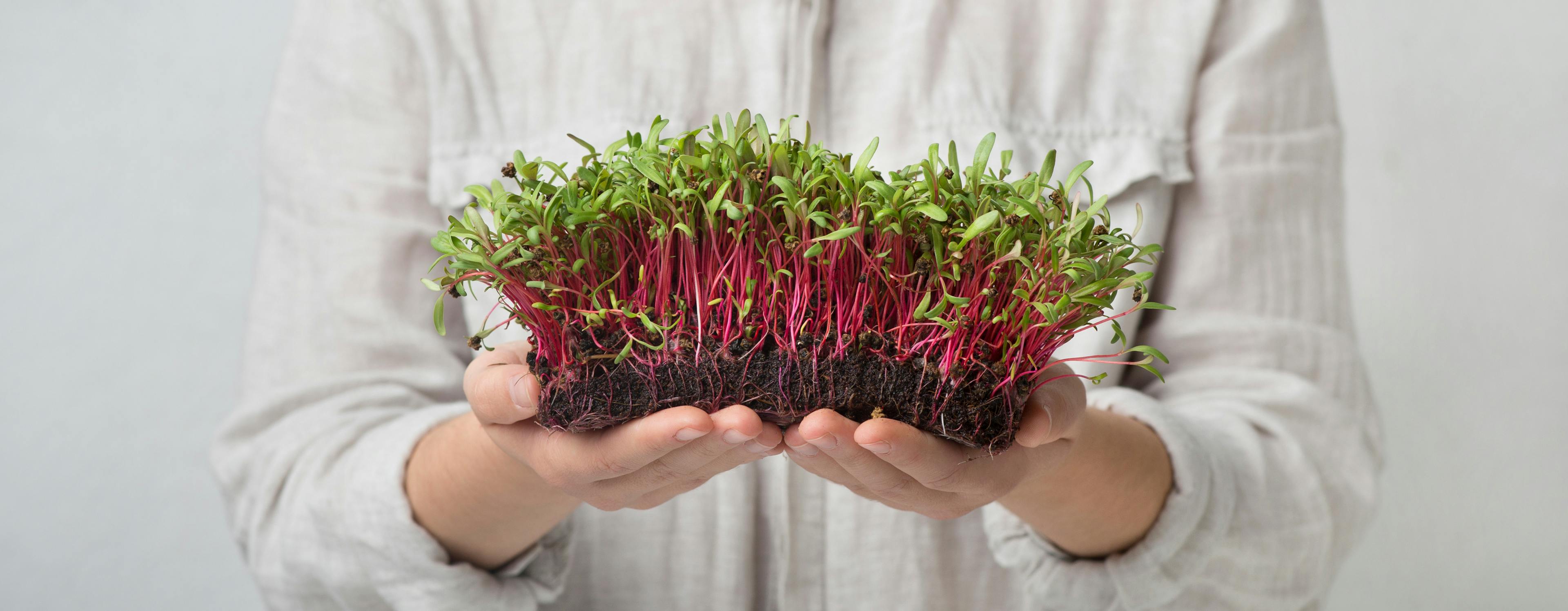 Fresh microgreens without pot in female hands on gray