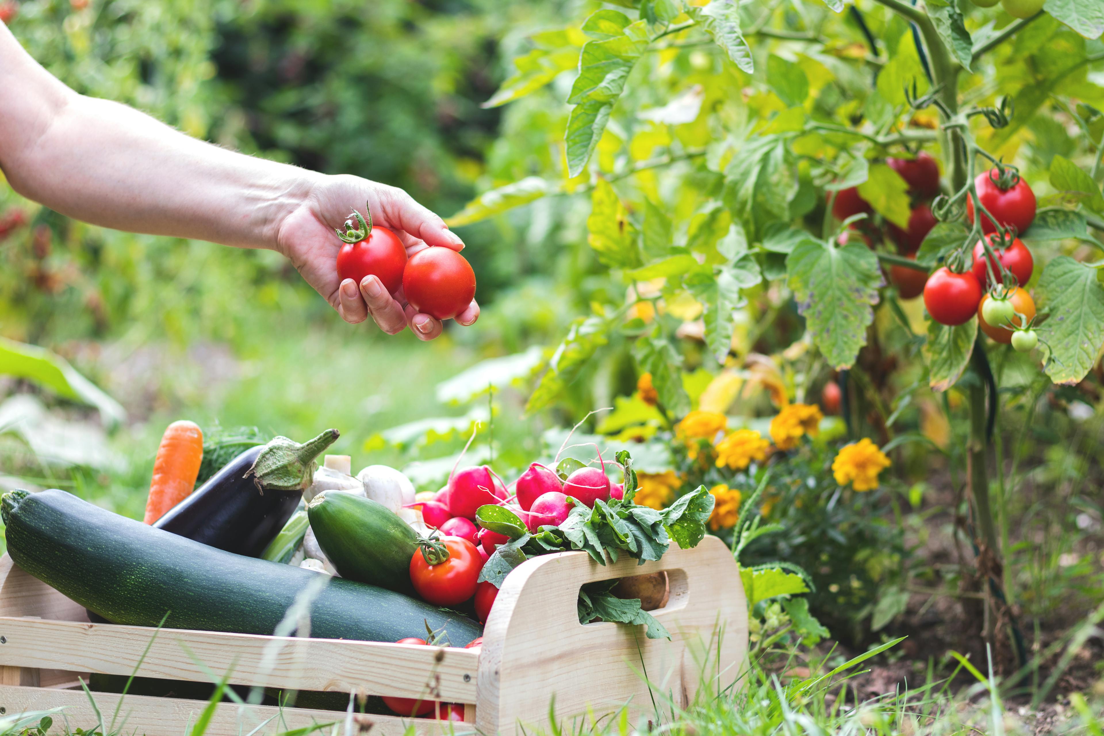A wooden basket holds vegetables harvested from the vegetable garden and a hand is holding two tomatoes cut fresh from the vine