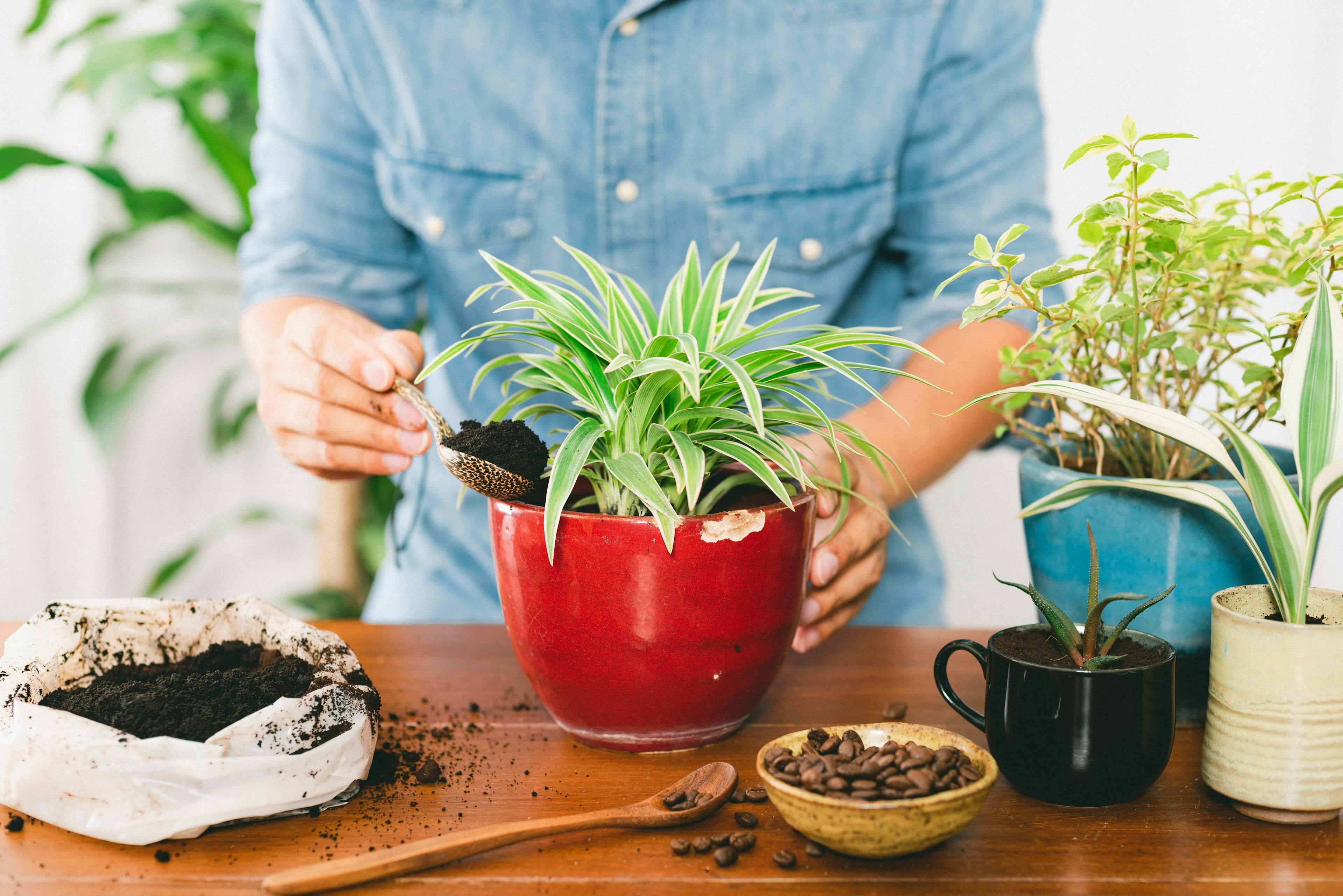 A person in a blue button up shirt is standing at a wooden table with plants, coffee grounds and soil to repot plants using coffee grounds.