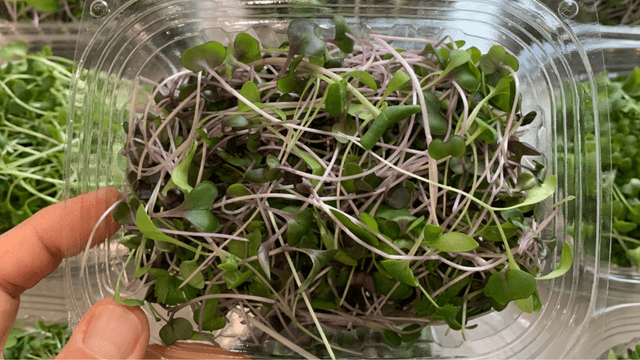 Microgreens Growers: Benefits of Compostable Trays
